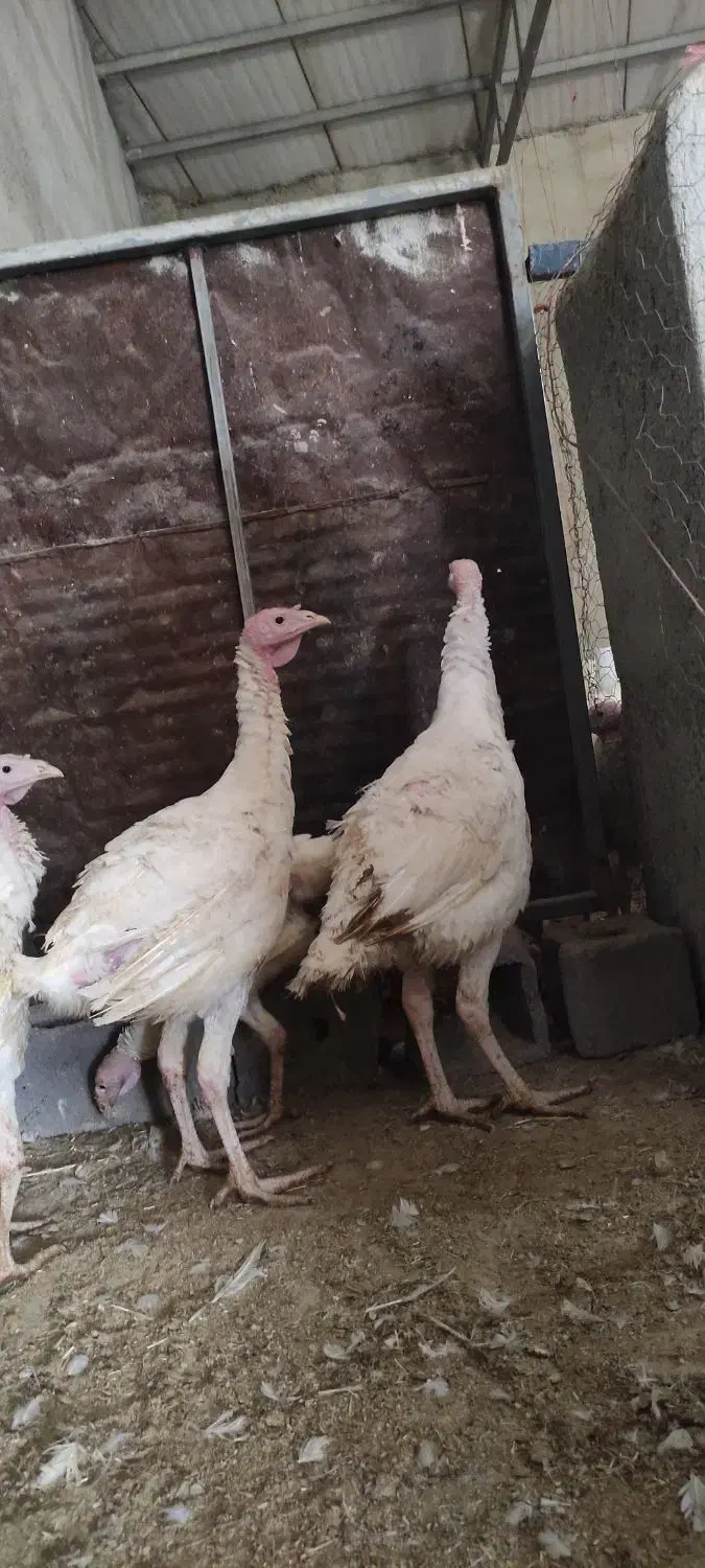 بوقلمون جوجه|حیوانات مزرعه|همدان, |دیوار