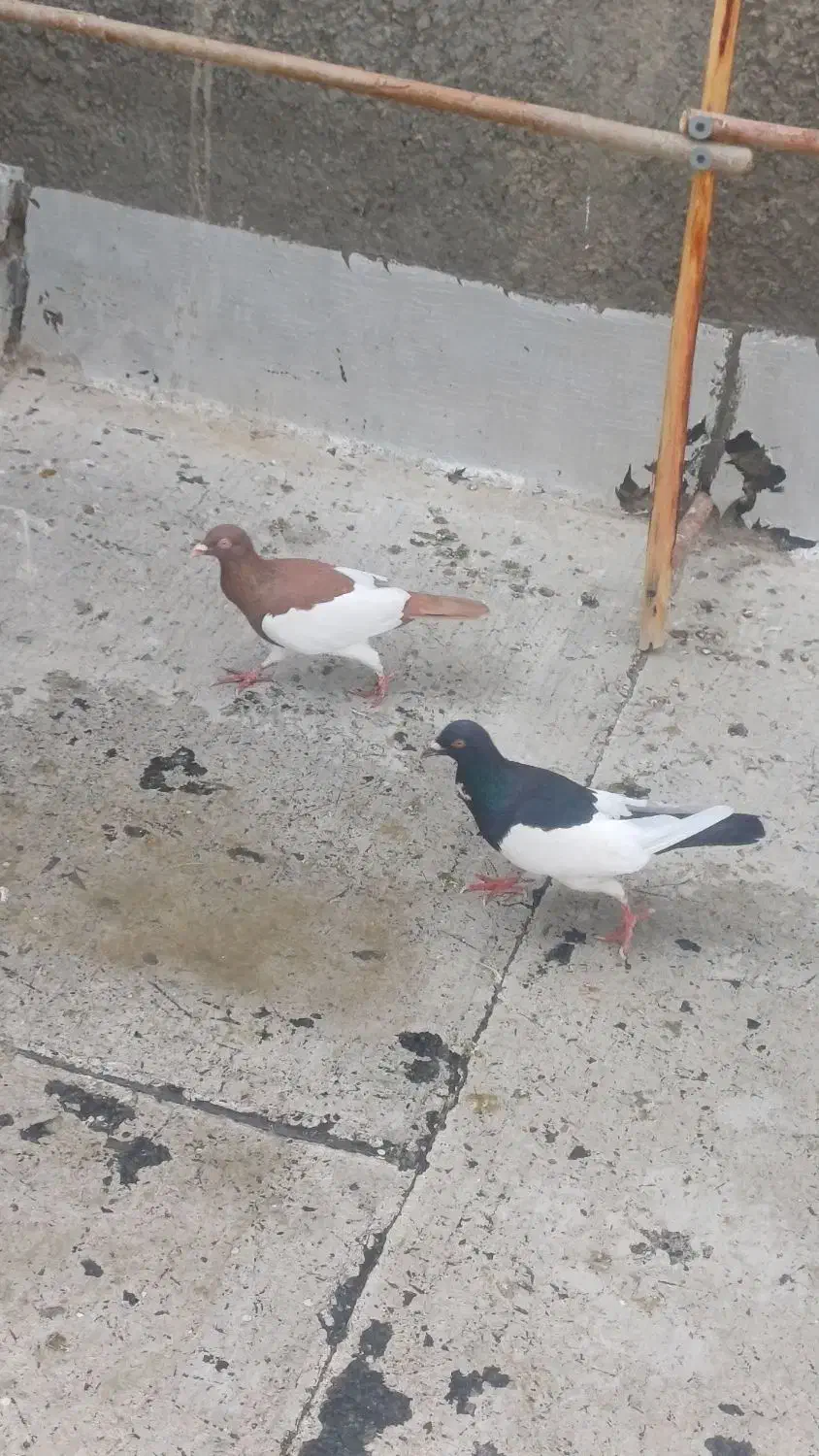 کبوتر|پرنده|قنوات, |دیوار