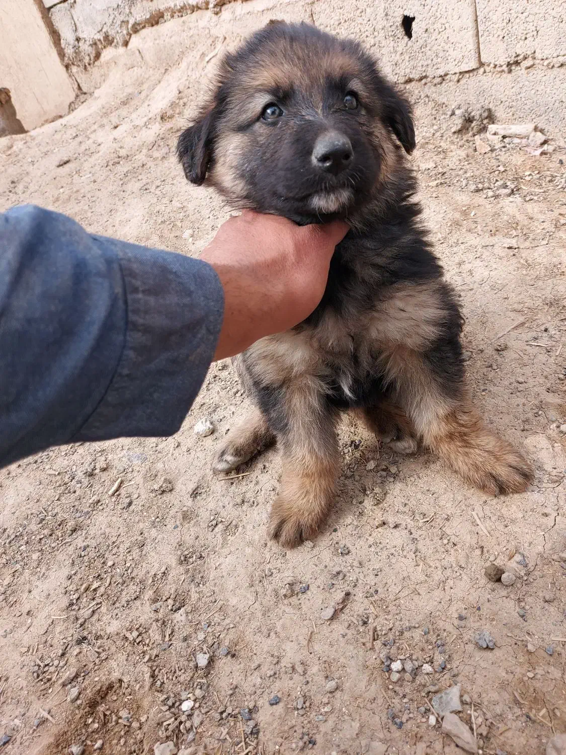 توله سگ ژرمن واگذاری|سگ|اصفهان, بوستان ناژوان|دیوار