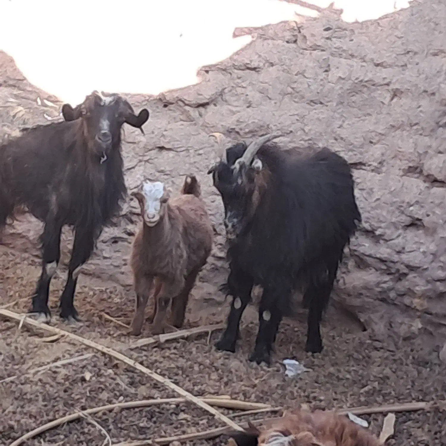 دوعددبزویککره|حیوانات مزرعه|ریگان, |دیوار