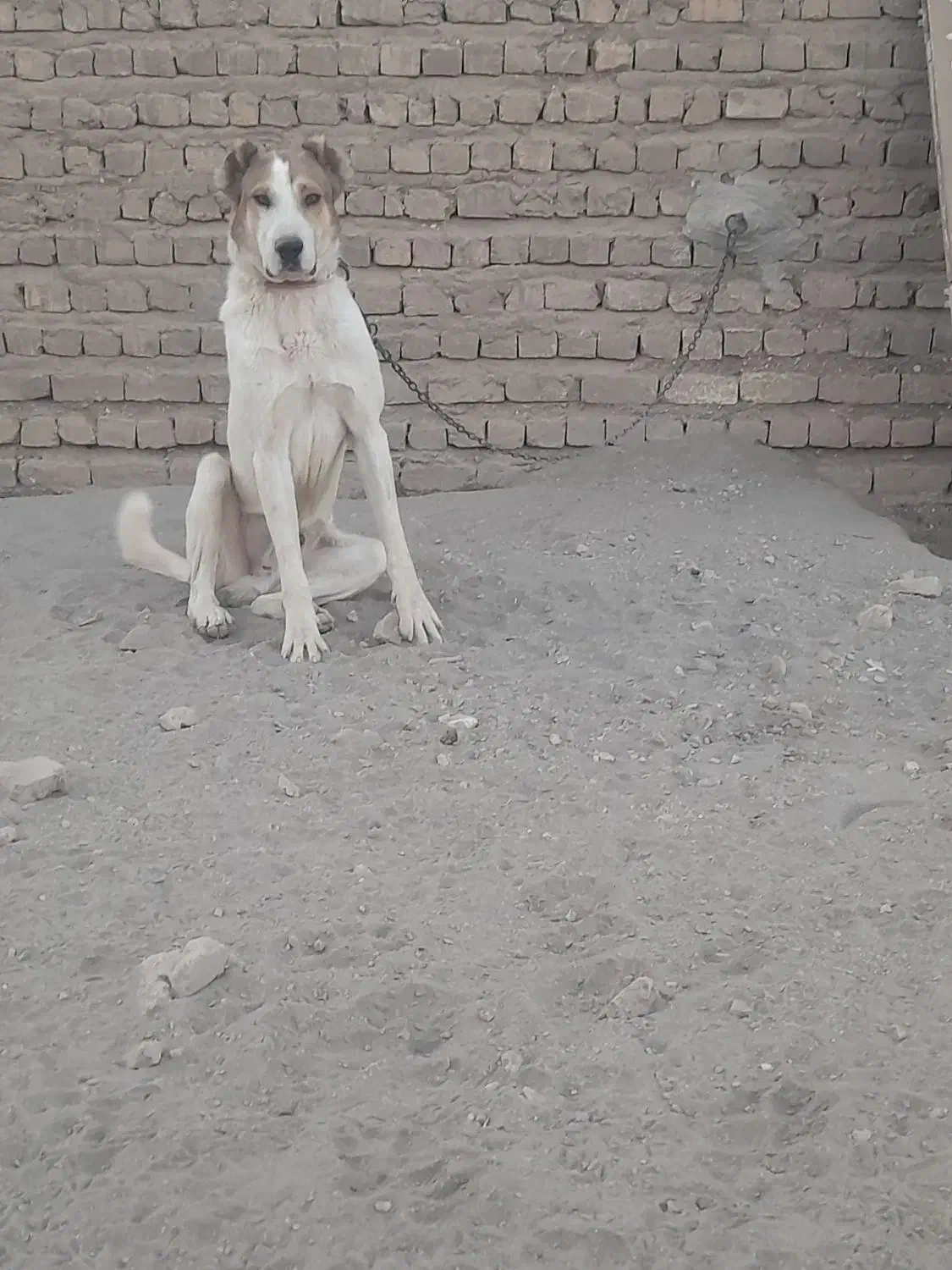 سگ نرسرابی|سگ|قم, کلهری|دیوار