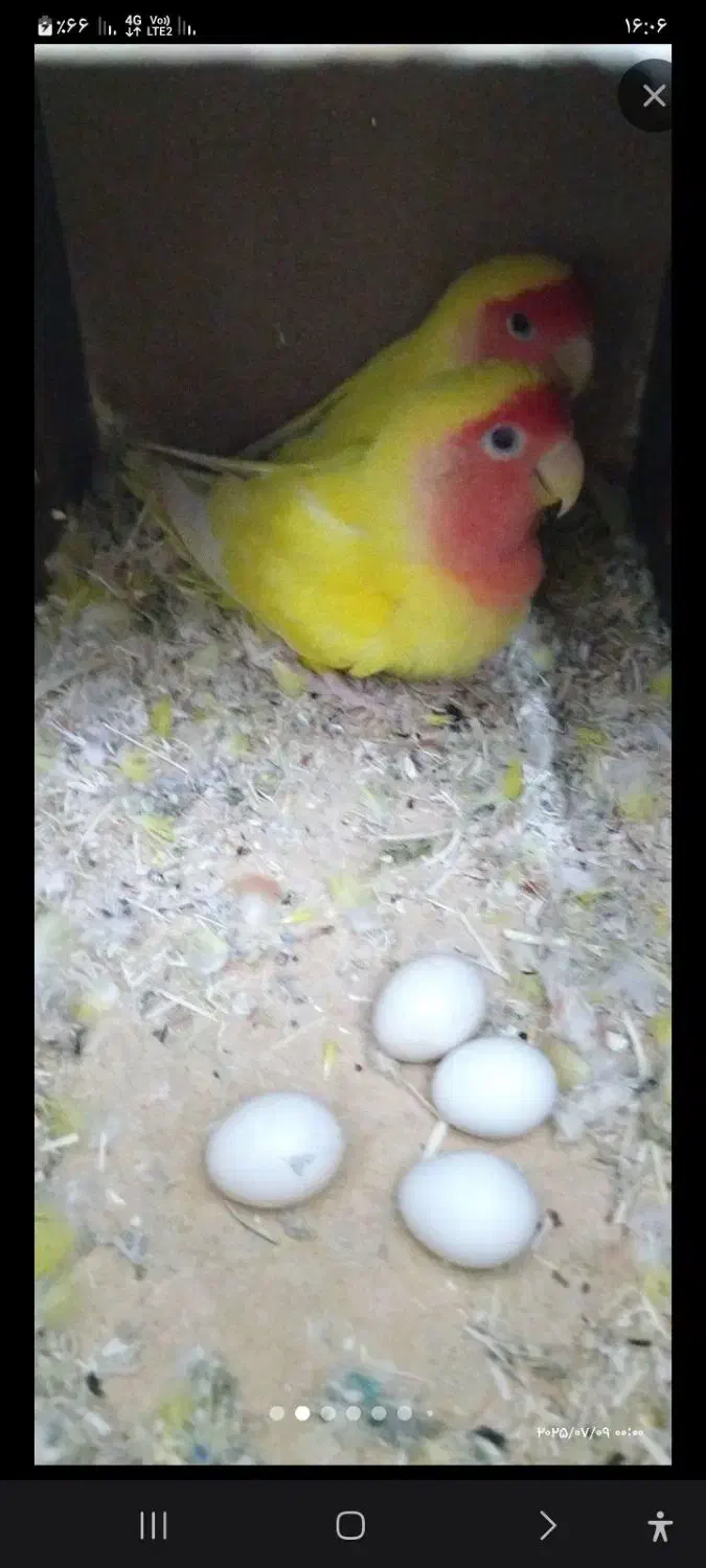 طوطی برزیلی|پرنده|میانه, |دیوار