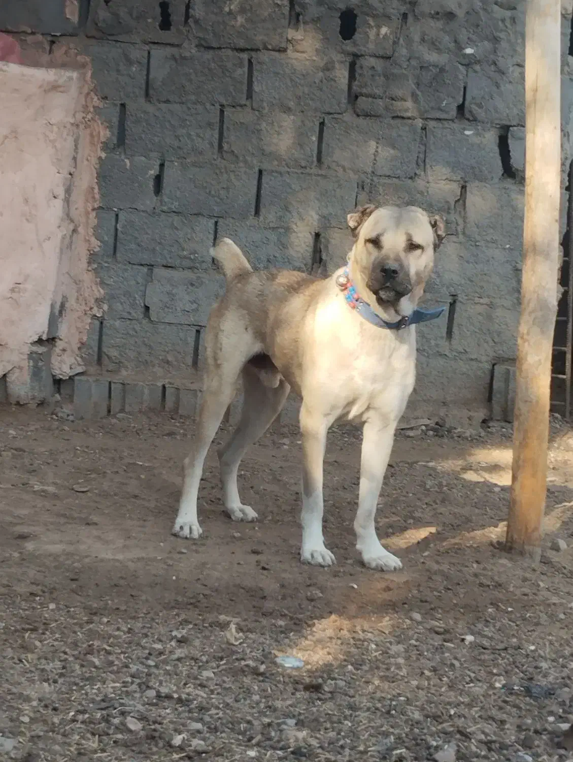حیوان میکس سراب و پیتبول خوشتیب حرص رو هزار|سگ|تربتحیدریه, بالا ولایت|دیوار