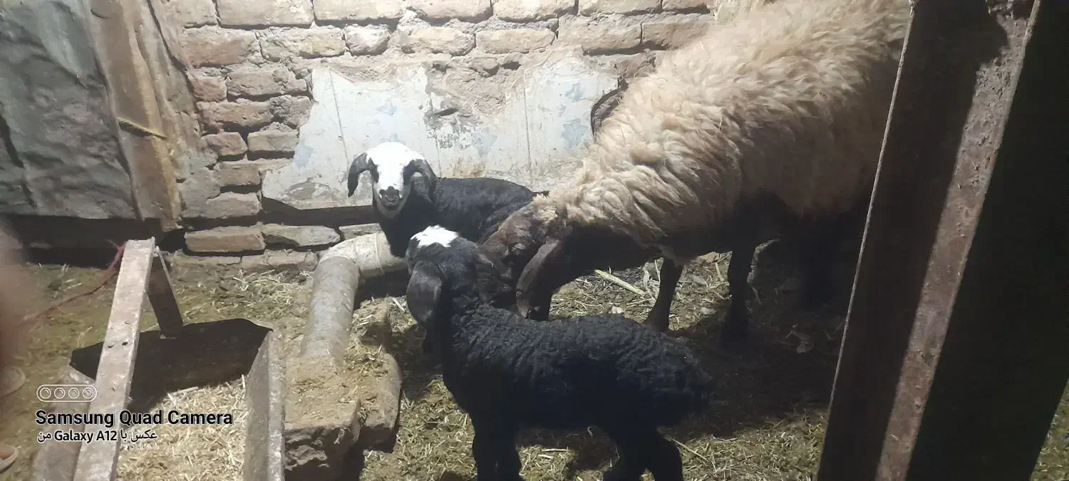 یکعددمیش دوقلو زا بادوبره نروماه شال هترو|حیوانات مزرعه|باخزر, |دیوار