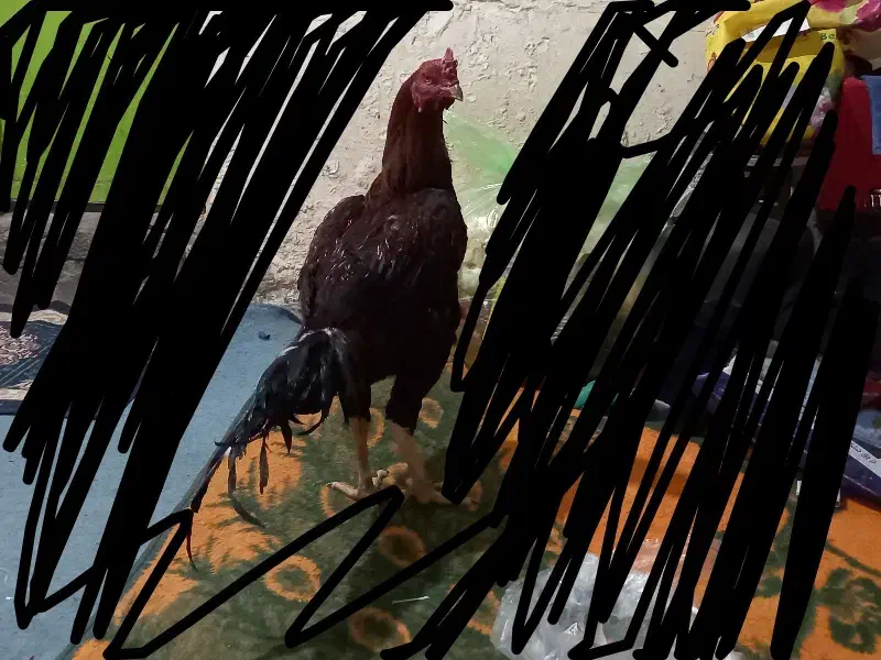 خروس دشتیاری اصل افغان|حیوانات مزرعه|بم, |دیوار