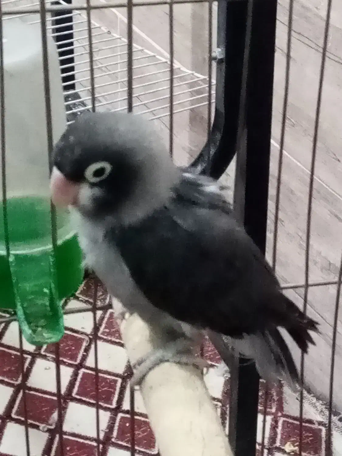 طوطی کوتوله با تخفیف ویژه|پرنده|رفسنجان, |دیوار