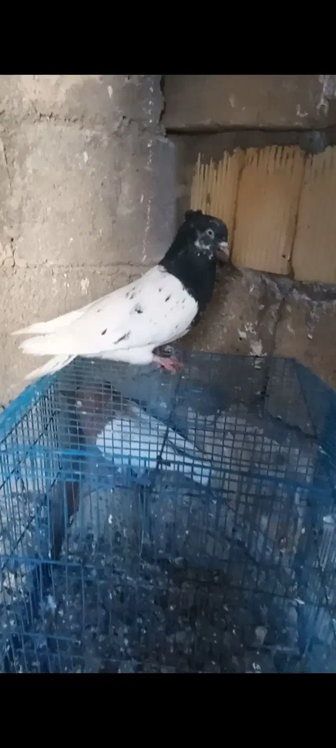 نر کله سیاه|پرنده|بندر ماهشهر, |دیوار