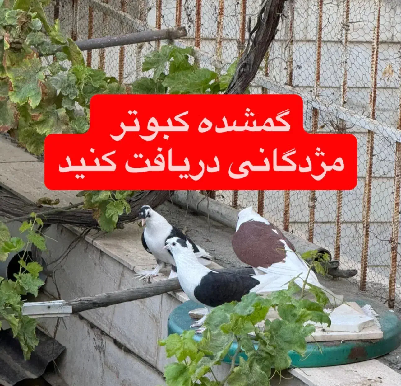 کبوتر گمشده|پرنده|تربت‌حیدریه, مظفریه|دیوار