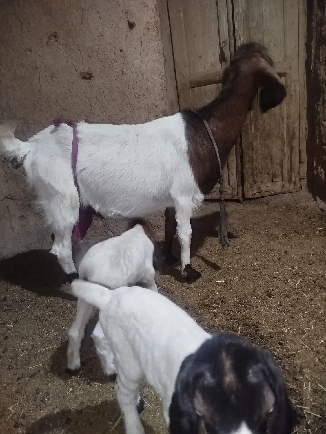 یک عدد بز|حیوانات مزرعه|فرح دشت, |دیوار