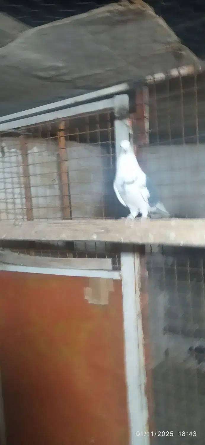 کفتر پرشی تیرماه دیده|پرنده|رباطکریم, رباطکریم|دیوار