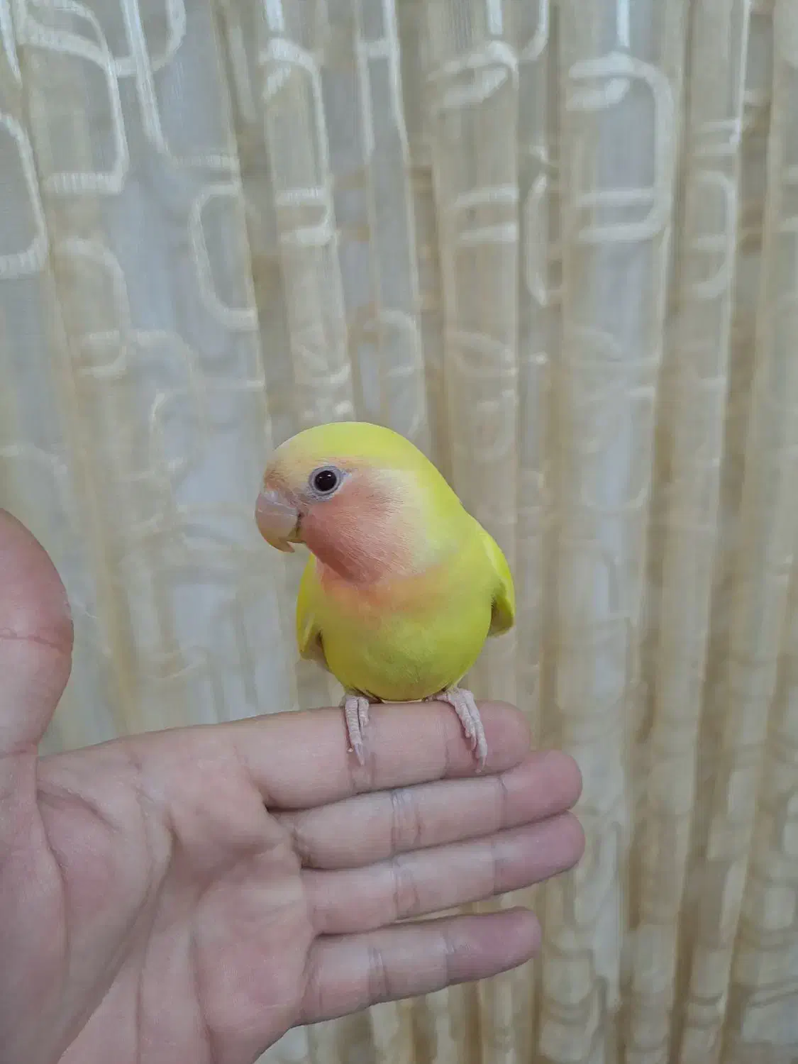 کوتوله برزیلی رام(دستی)|پرنده|گناباد, |دیوار