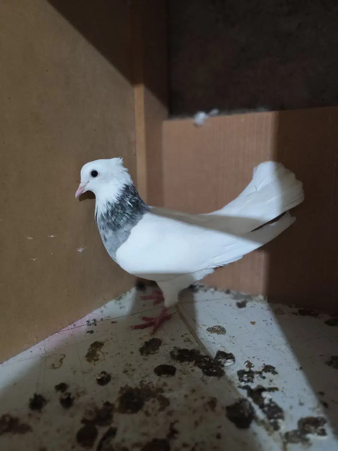 طوقی ماده|پرنده|خان ببین, |دیوار