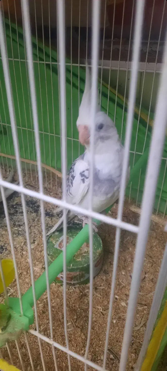 عروس هلندی گمشده،|حیوانات|دامغان, |دیوار