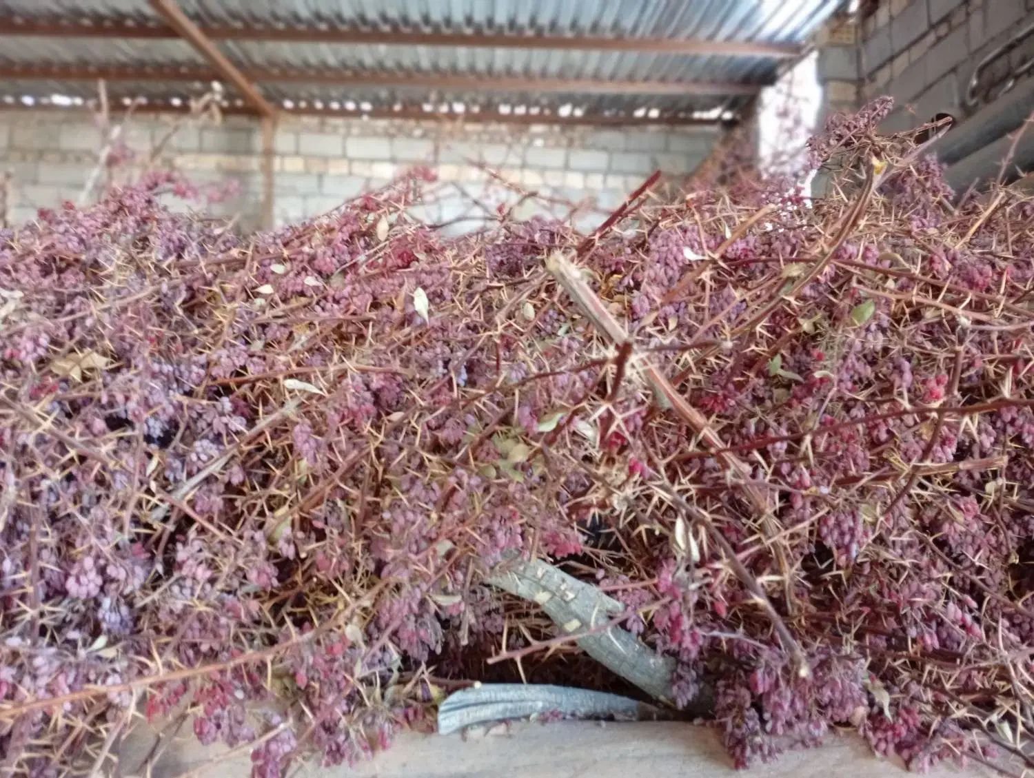 زرشک پوفکی|خوردنی و آشامیدنی|سده (خراسان جنوبی), |دیوار