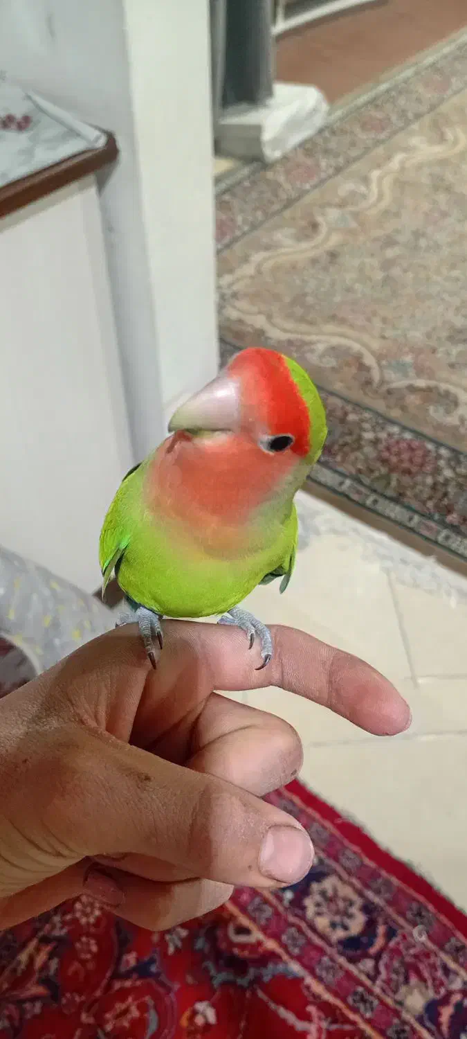 طوطی کوتوله|پرنده|گلبهار, شهر جدید گلبهار|دیوار