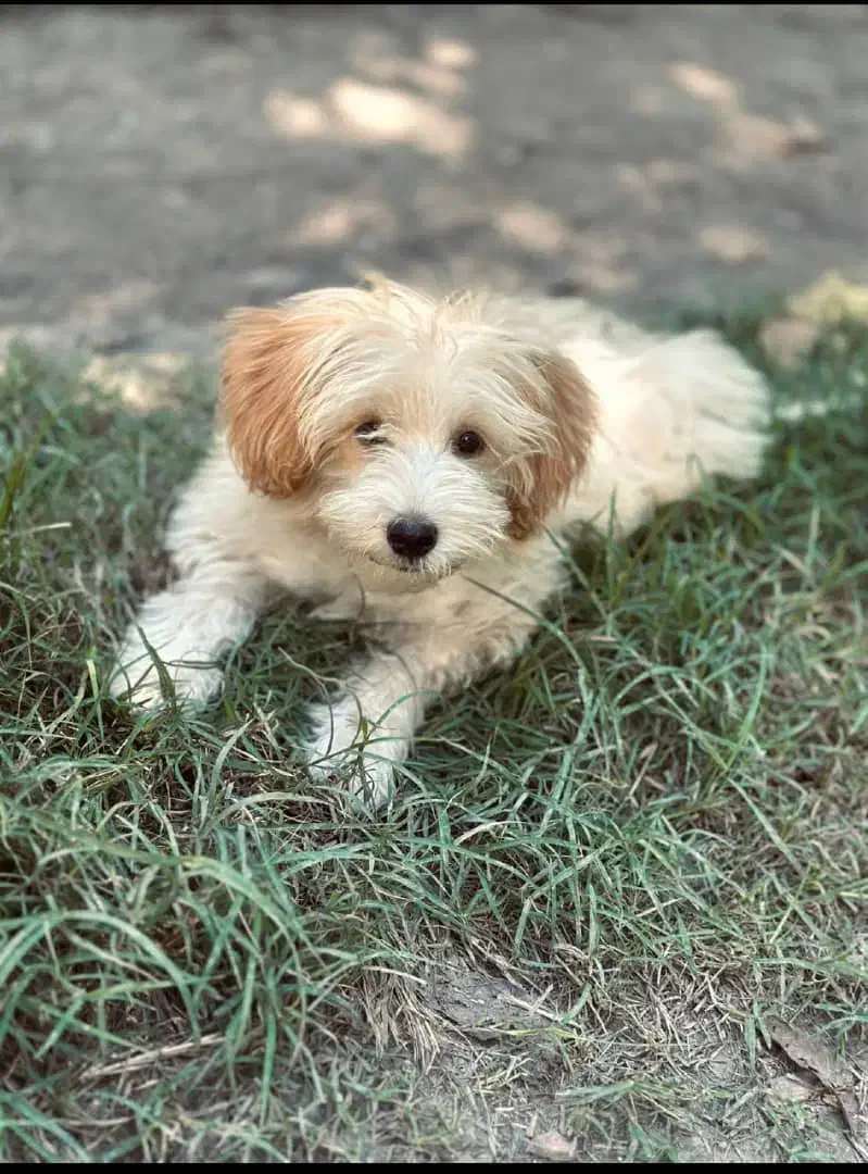 سگ پا کوتاه|سگ|علی‌آباد کتول, |دیوار