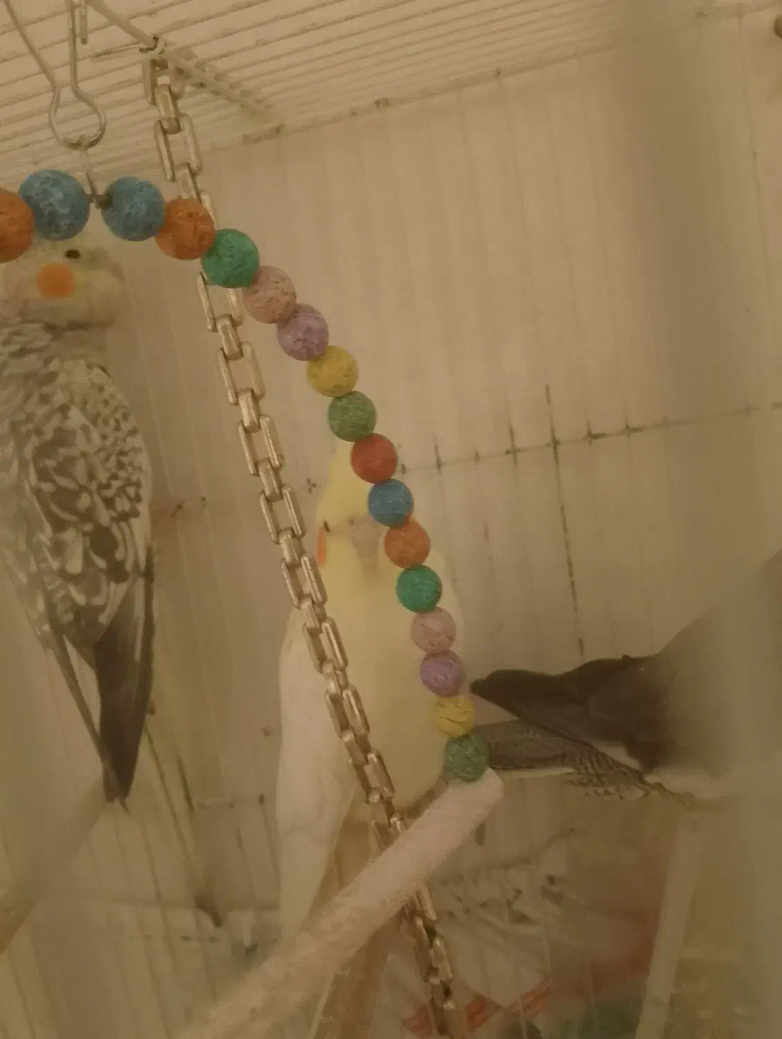 عروس هلندی|پرنده|بردسکن, |دیوار