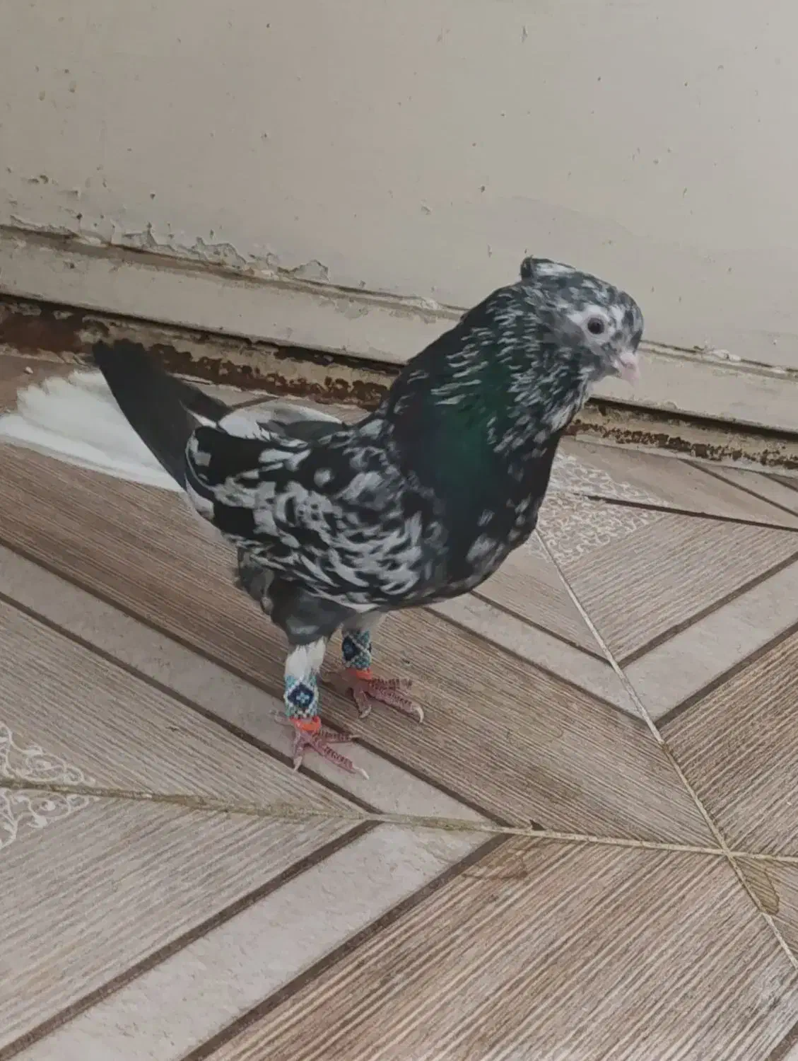 کوهی دم سفید|پرنده|اهواز, کوی رمضان|دیوار