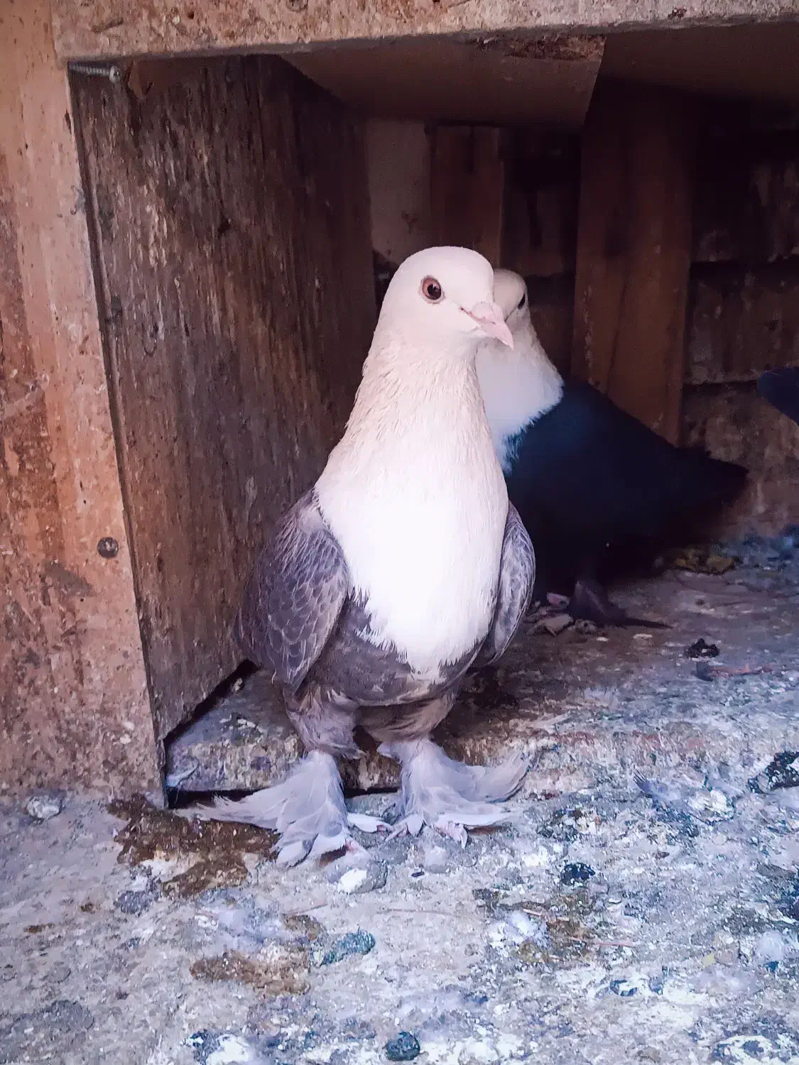 کفتر|پرنده|بیرجند, |دیوار