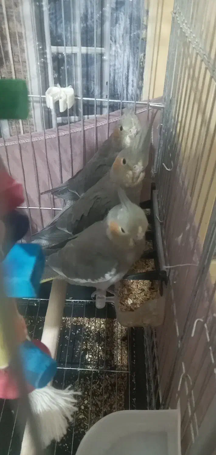 عروس هلندی دو ماهه|پرنده|تاکستان, |دیوار