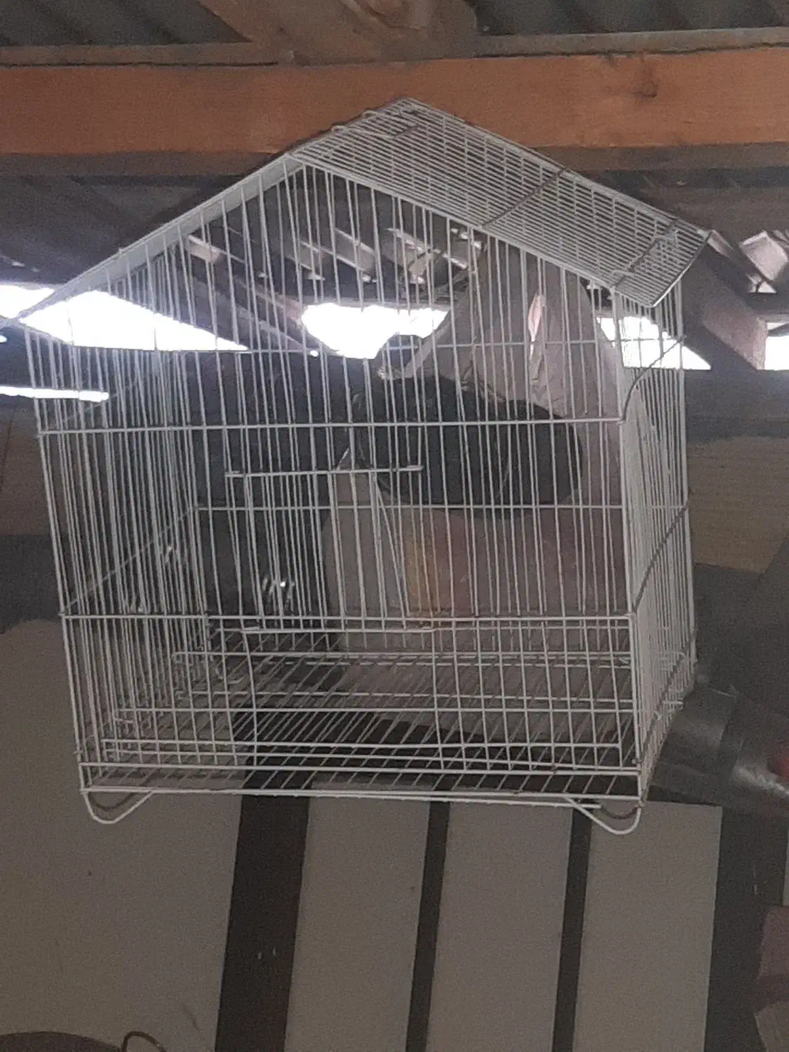 قفس پرنده|لوازم جانبی حیوانات|رشت, پیرکلاچای|دیوار