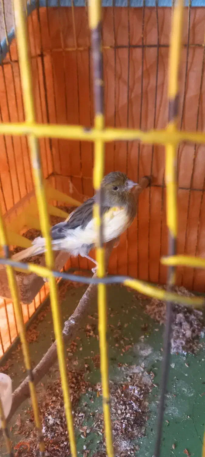 قناری  ماده|پرنده|بهمن صغاد, |دیوار