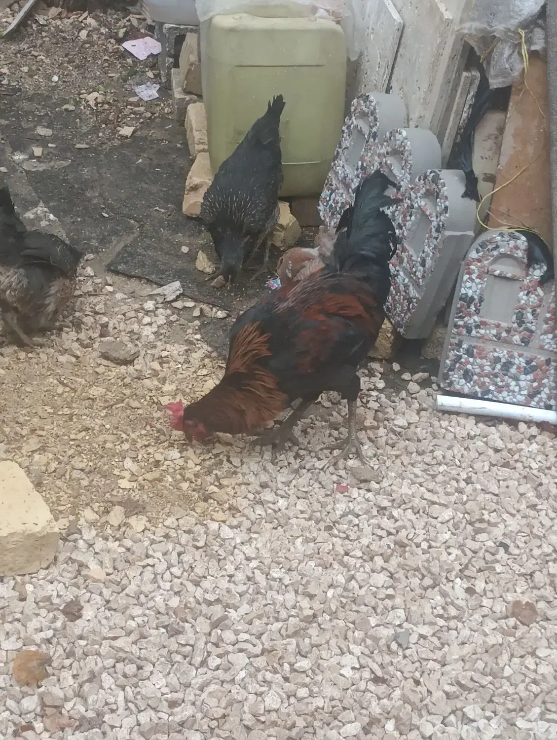 مرغ وخروش|حیوانات مزرعه|شیراز, کیان آباد|دیوار