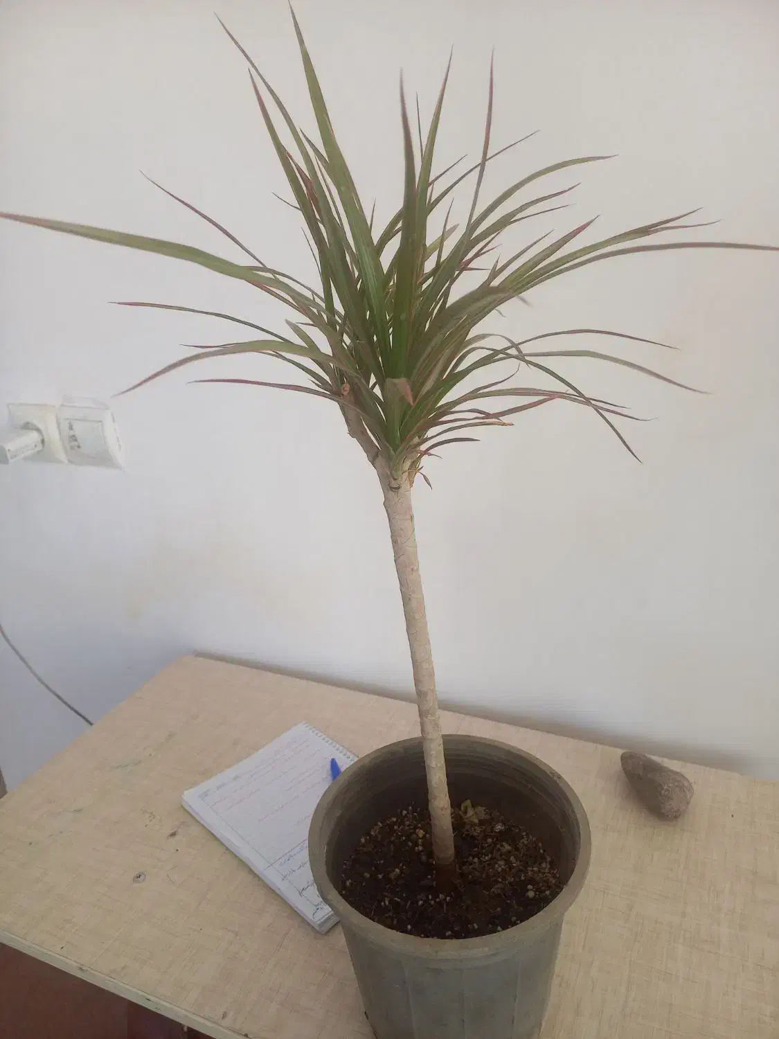 فروش انواع گلهای آپارتمانی‌وهویا|گل و گیاه طبیعی|قشم, |دیوار