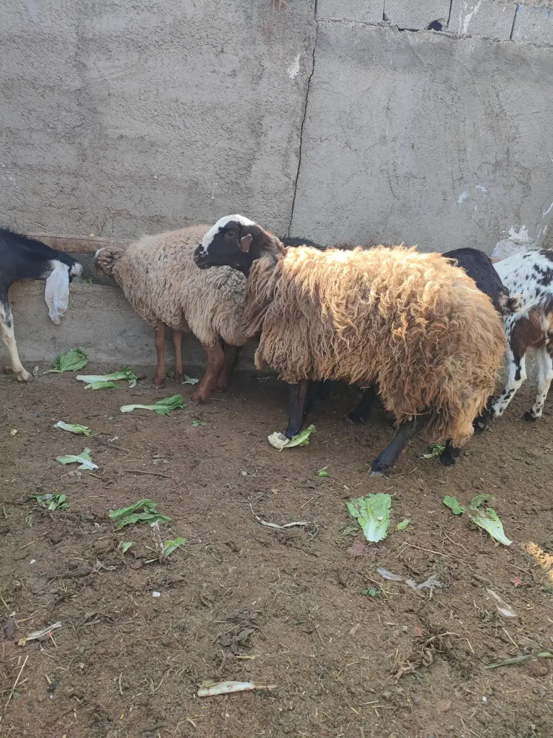 گوسفند|حیوانات مزرعه|کهریزک, |دیوار