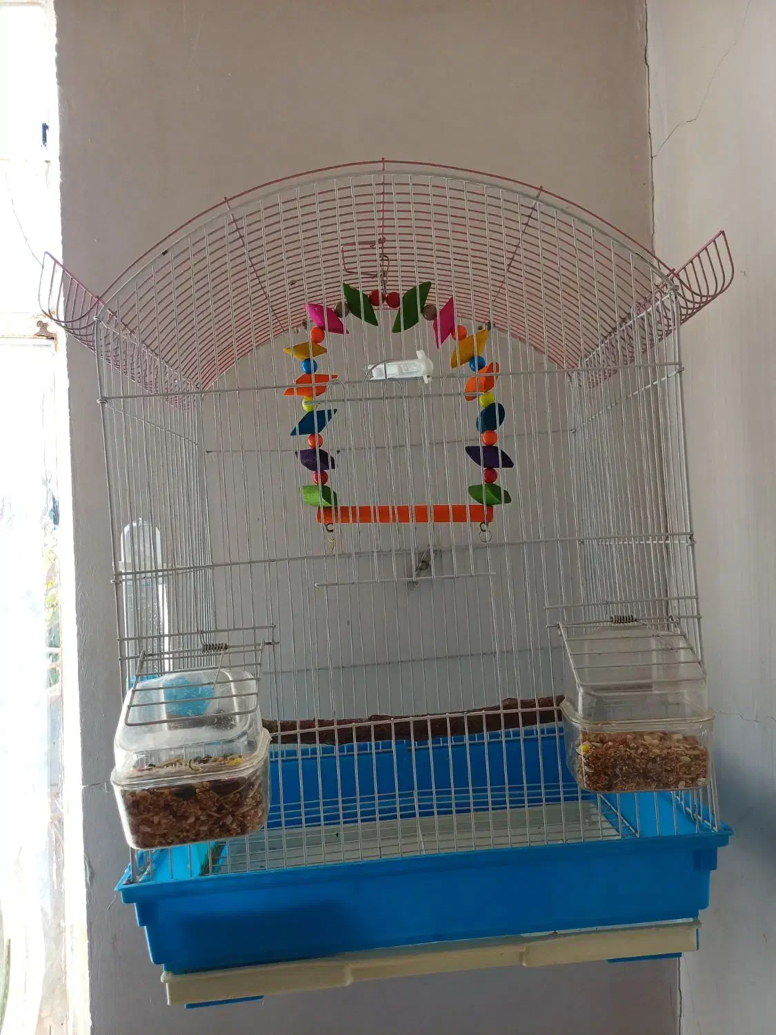 عروس هلندی کم سن|پرنده|مریوان, |دیوار