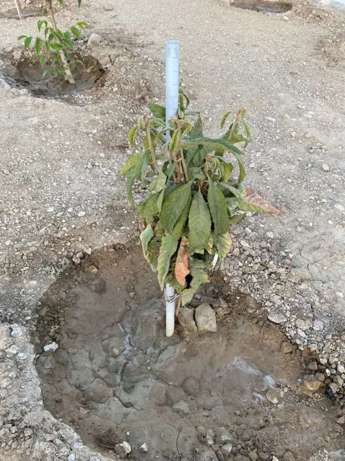 فروش زمین مسکونی|فروش زمین و ملک کلنگی|شیراز, دودمان|دیوار