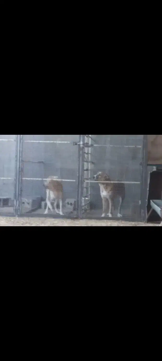 توله|سگ|نجفآباد, فیروزآباد|دیوار