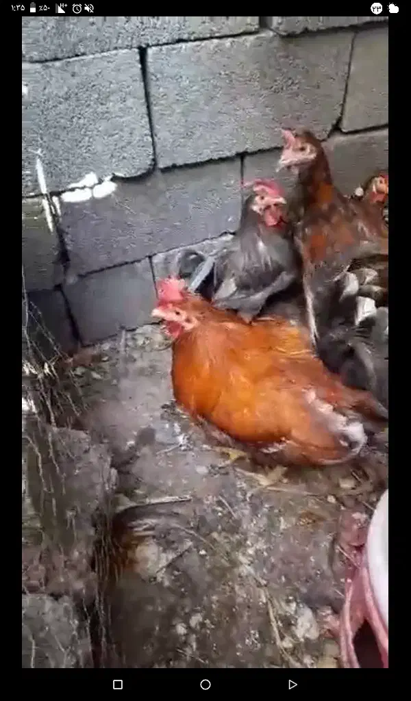 مرغ و خروس محلی|حیوانات مزرعه|بندر دیر, |دیوار