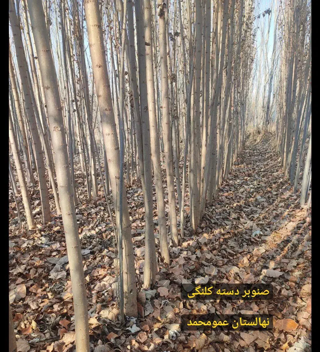 پسته پیوندی / صنوبر / انگور ایرانی|خدمات باغبانی و درختکاری|رشت, پیرکلاچای|دیوار