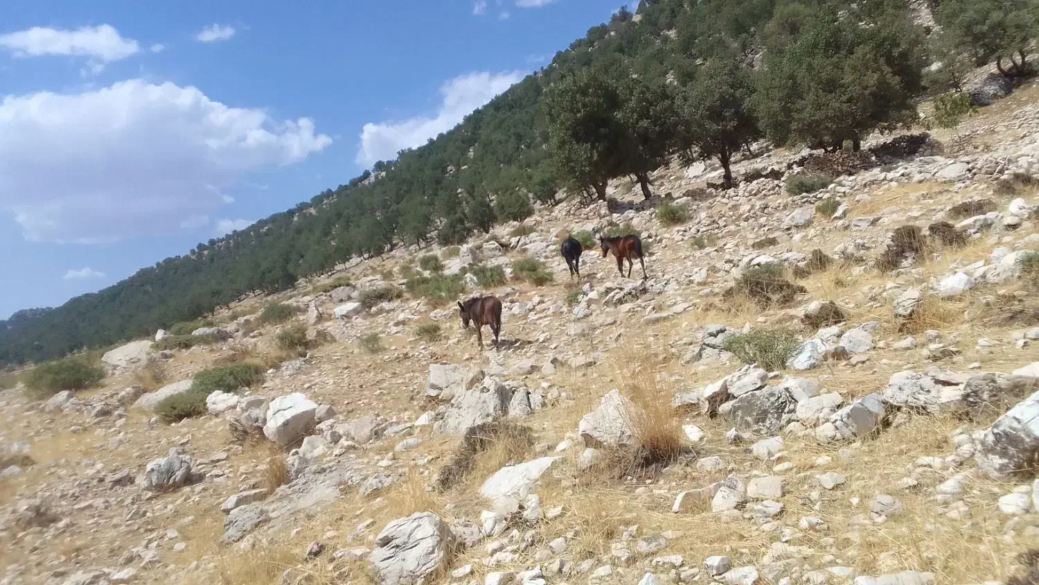 سلام گم شدن درصورت ۴۰ملیون مژدگانی داده میشود|حیوانات|اندیکا, |دیوار