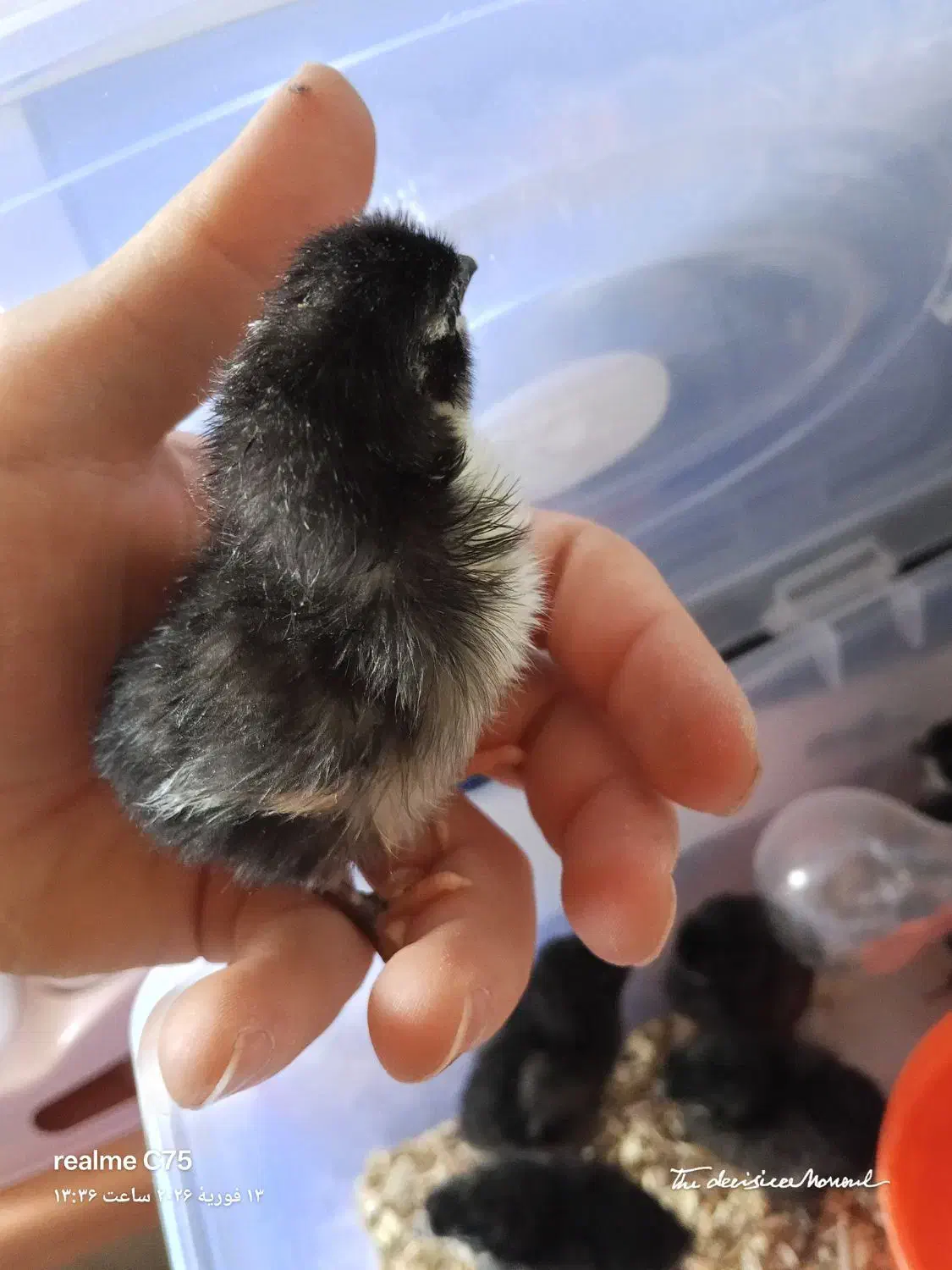 جوجه گلین|حیوانات مزرعه|اصفهان, شاهد|دیوار