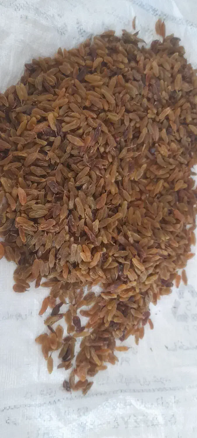 کشمش|خوردنی و آشامیدنی|خواف, |دیوار