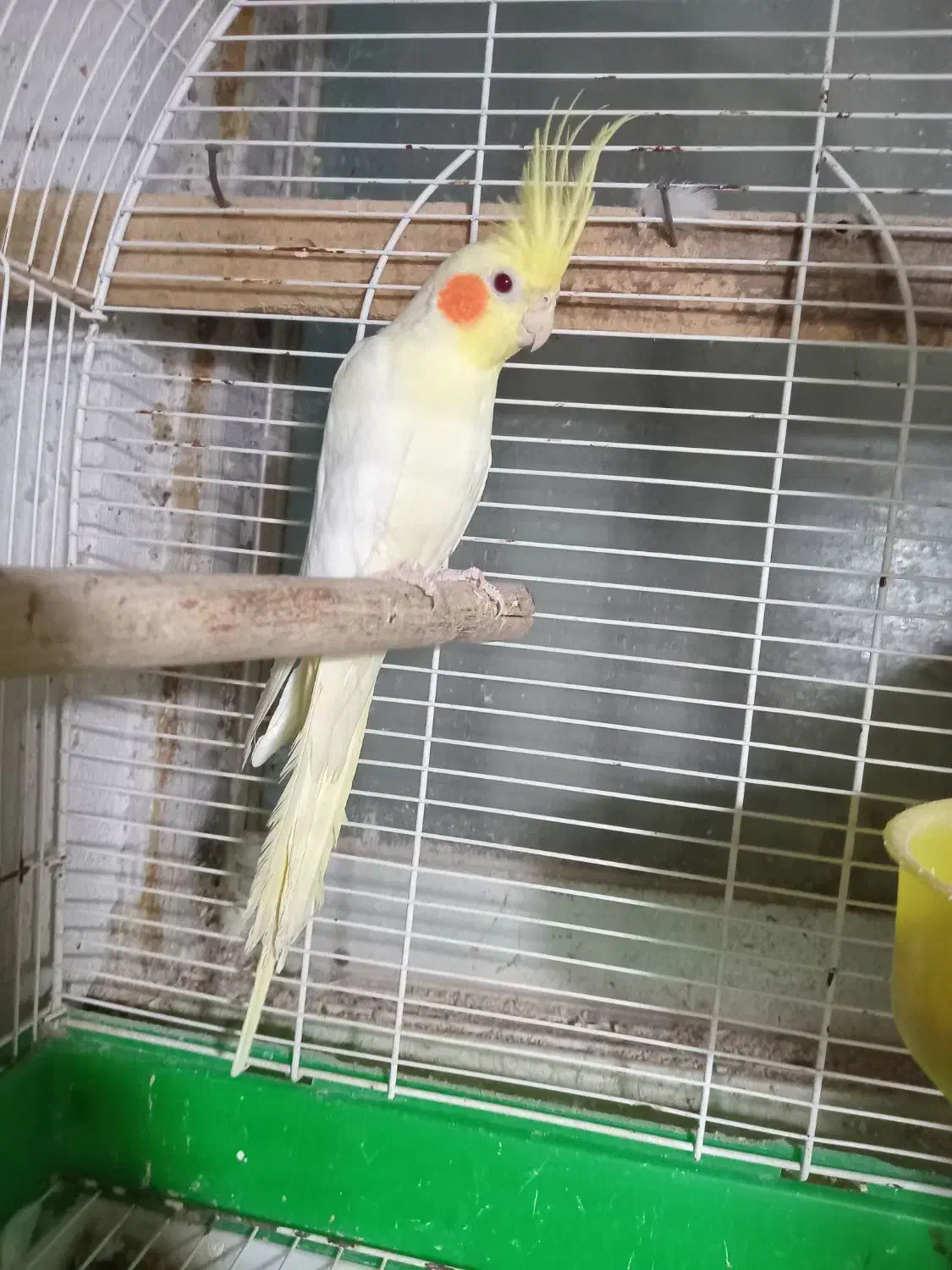 عروس هلندی نر مست|پرنده|رشت, باهنر|دیوار