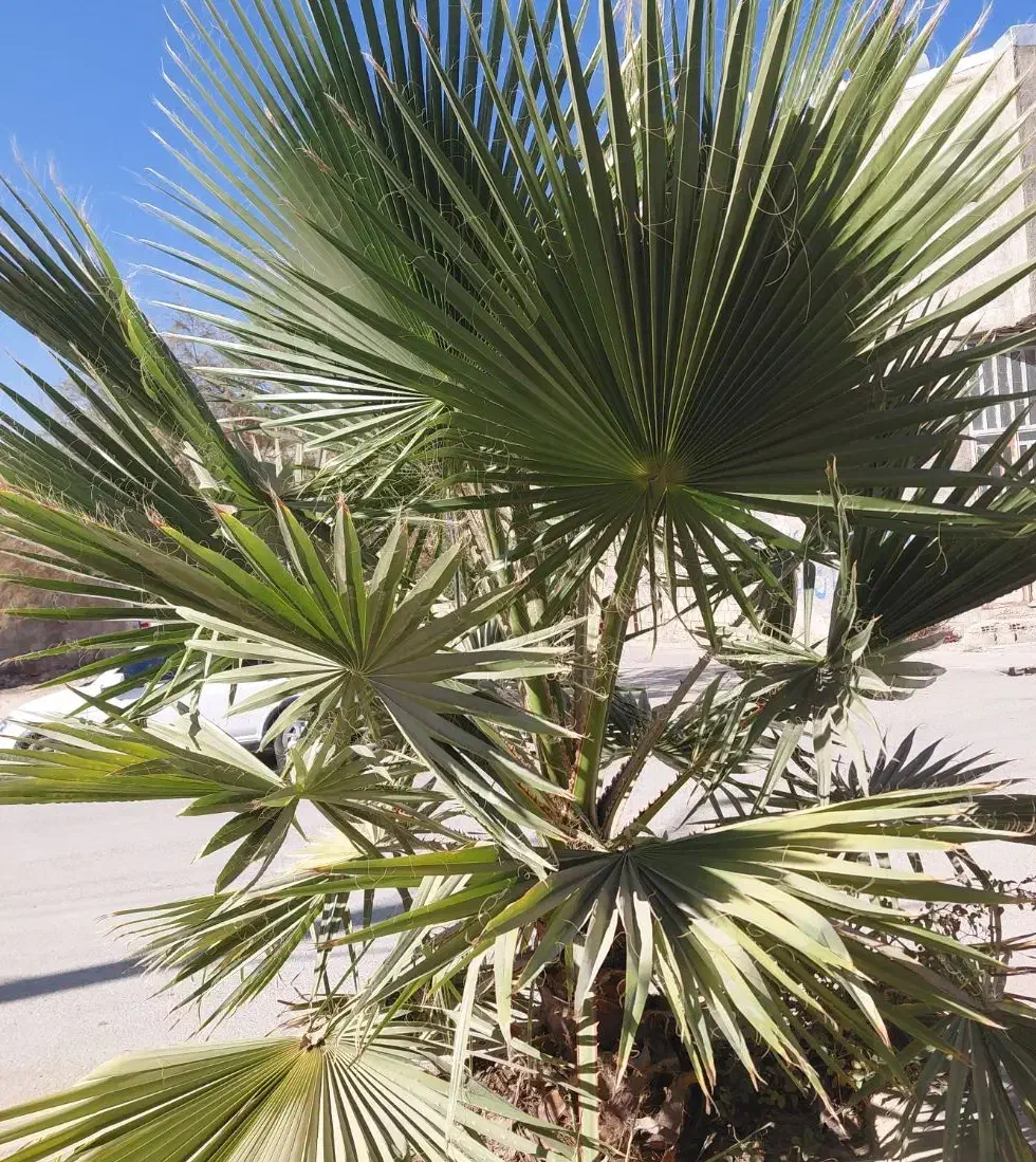 درختچه‌های تزئینی یا نخل ۲ عدد|گل و گیاه طبیعی|یاسوج, |دیوار