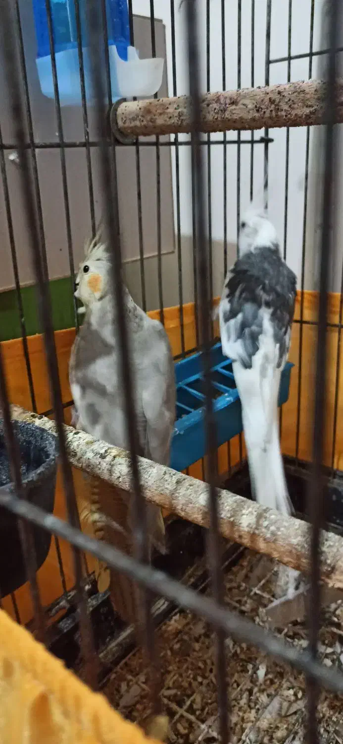 عروس هلندی مولد|پرنده|ماکو, |دیوار