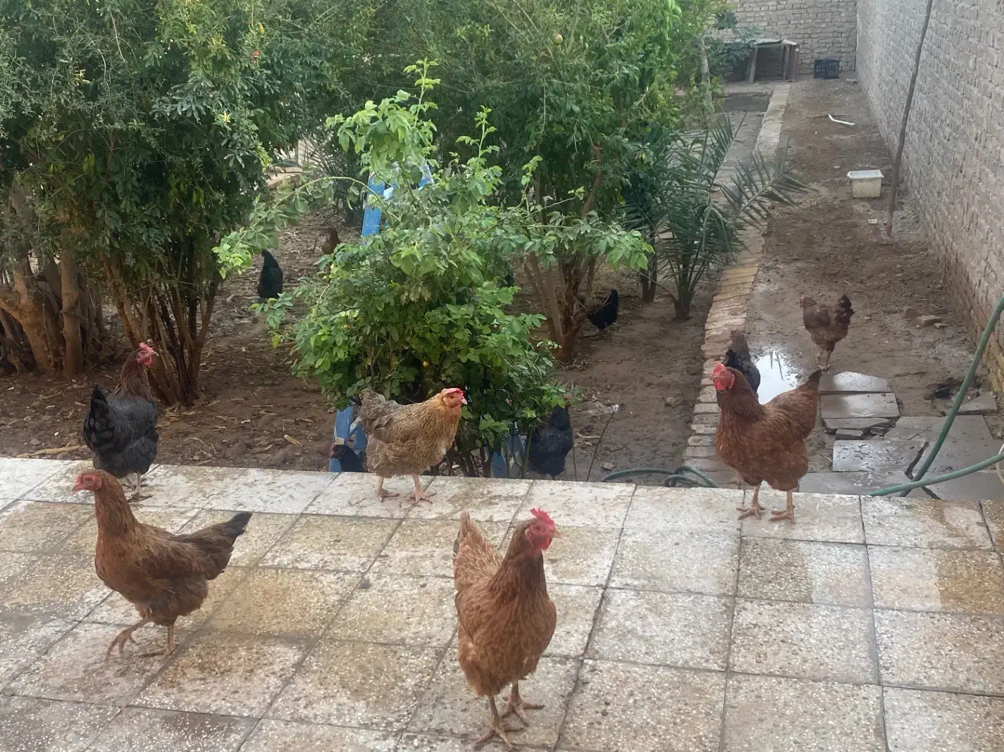 مرغ خانگی|حیوانات مزرعه|اردکان, |دیوار