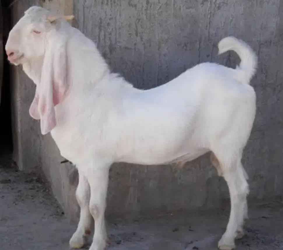 بز سانن وگلابی|حیوانات مزرعه|خشت, |دیوار