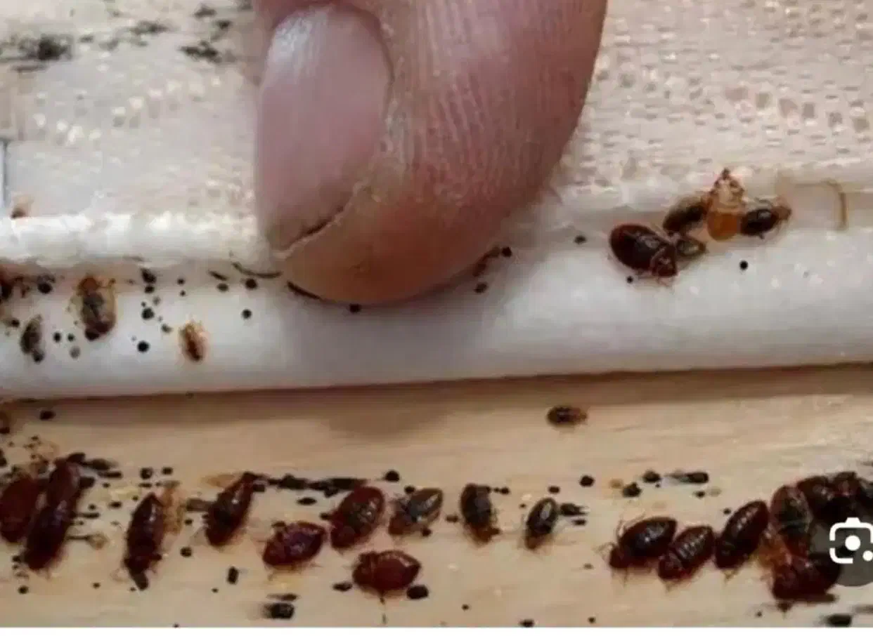 سم پاشی و سمپاشی تضمینی|خدمات نظافت|رشت, کوی جام جم|دیوار