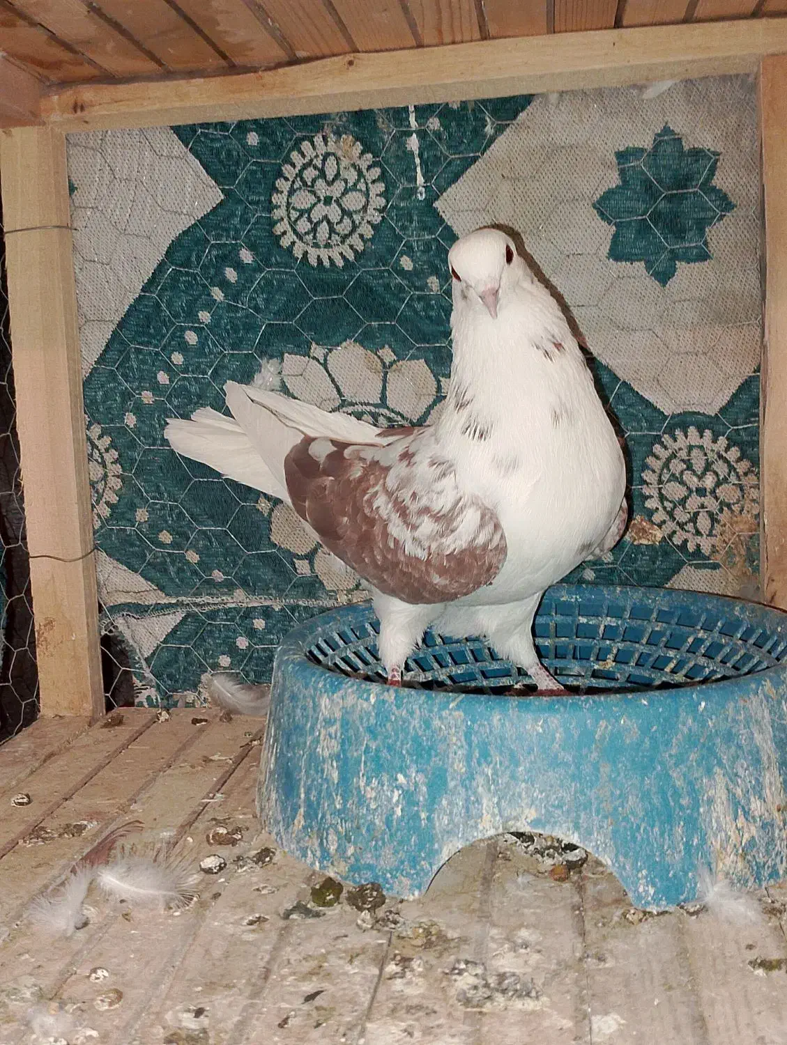 3عدد کبوتر زوردار|پرنده|سرپل ذهاب, |دیوار