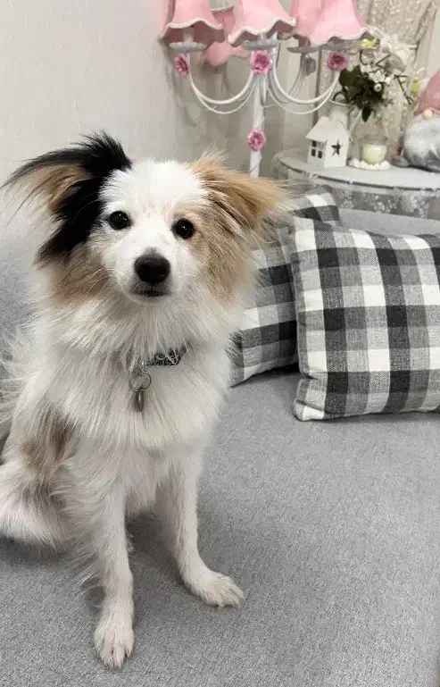 اشپیتز|سگ|خرمآباد, |دیوار