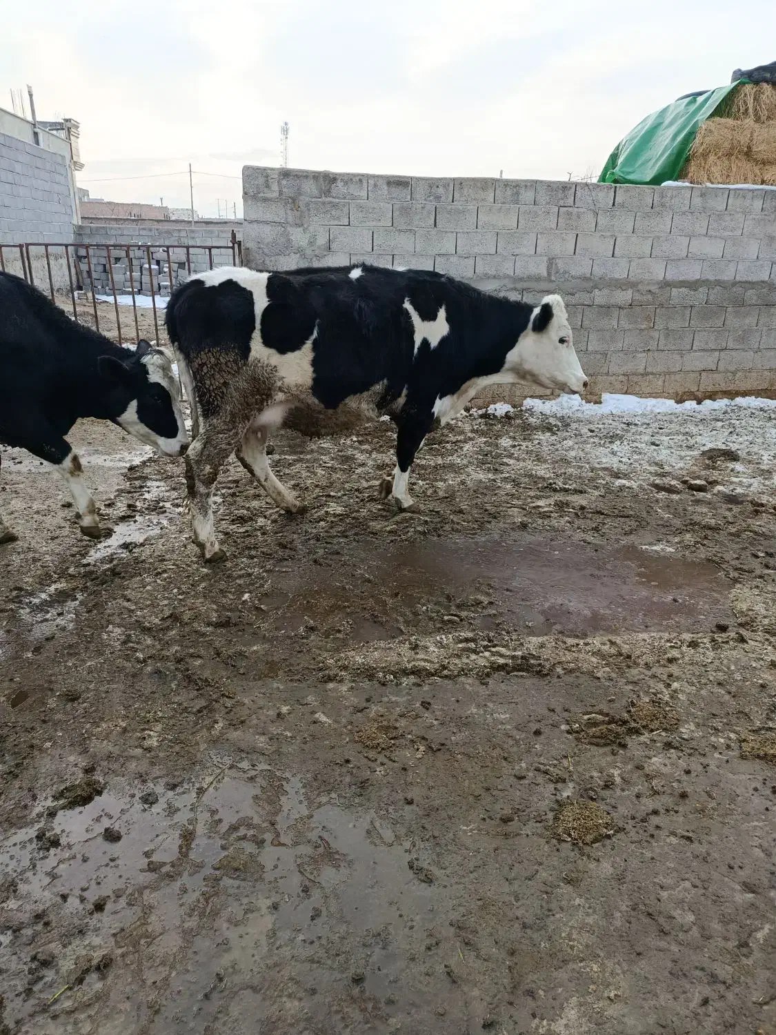 گاو|حیوانات مزرعه|خسروشاه, |دیوار