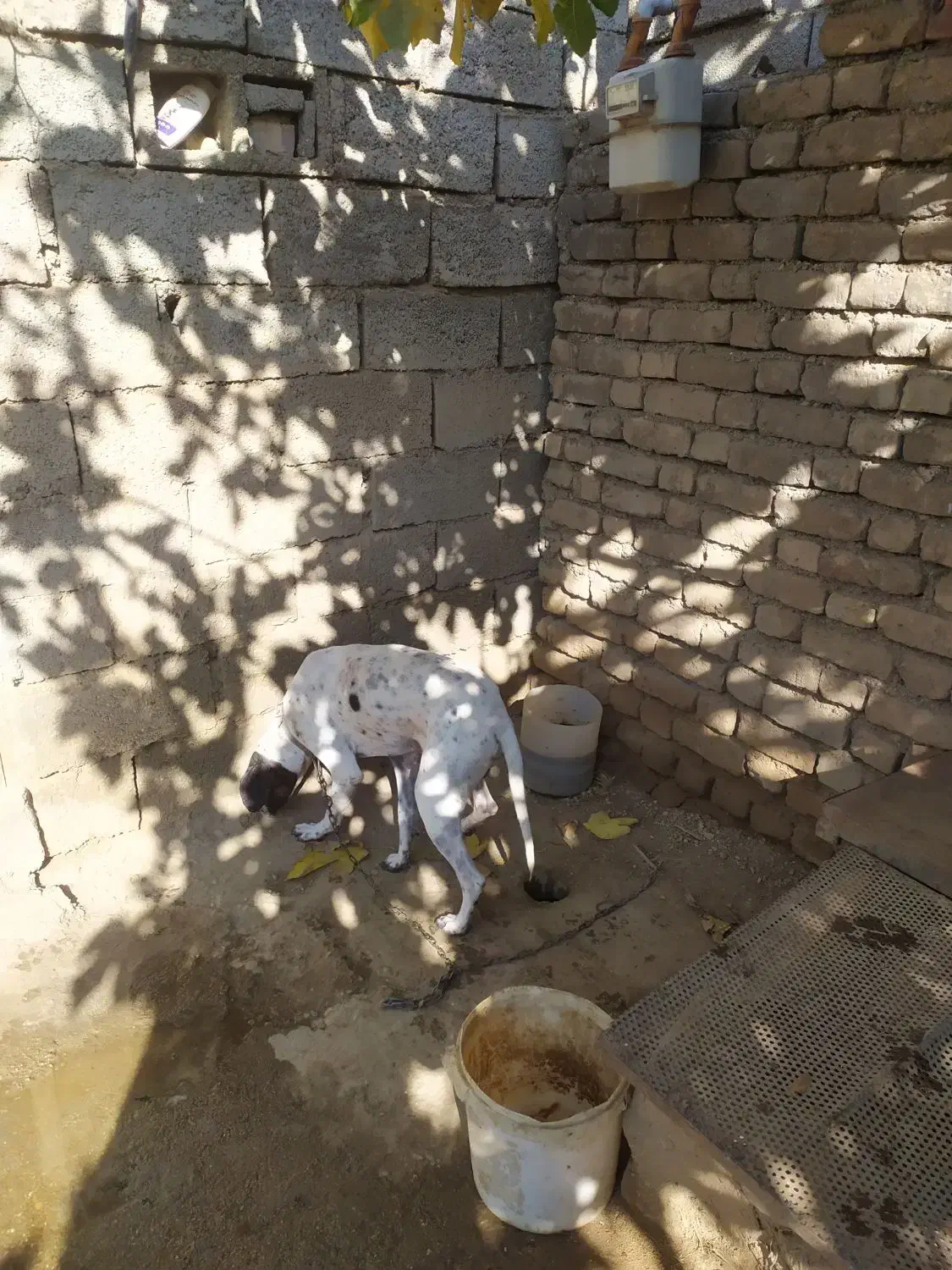 سگ نژاد انگلیس،مخصوص دنبلان|سگ|گلی داغ, |دیوار