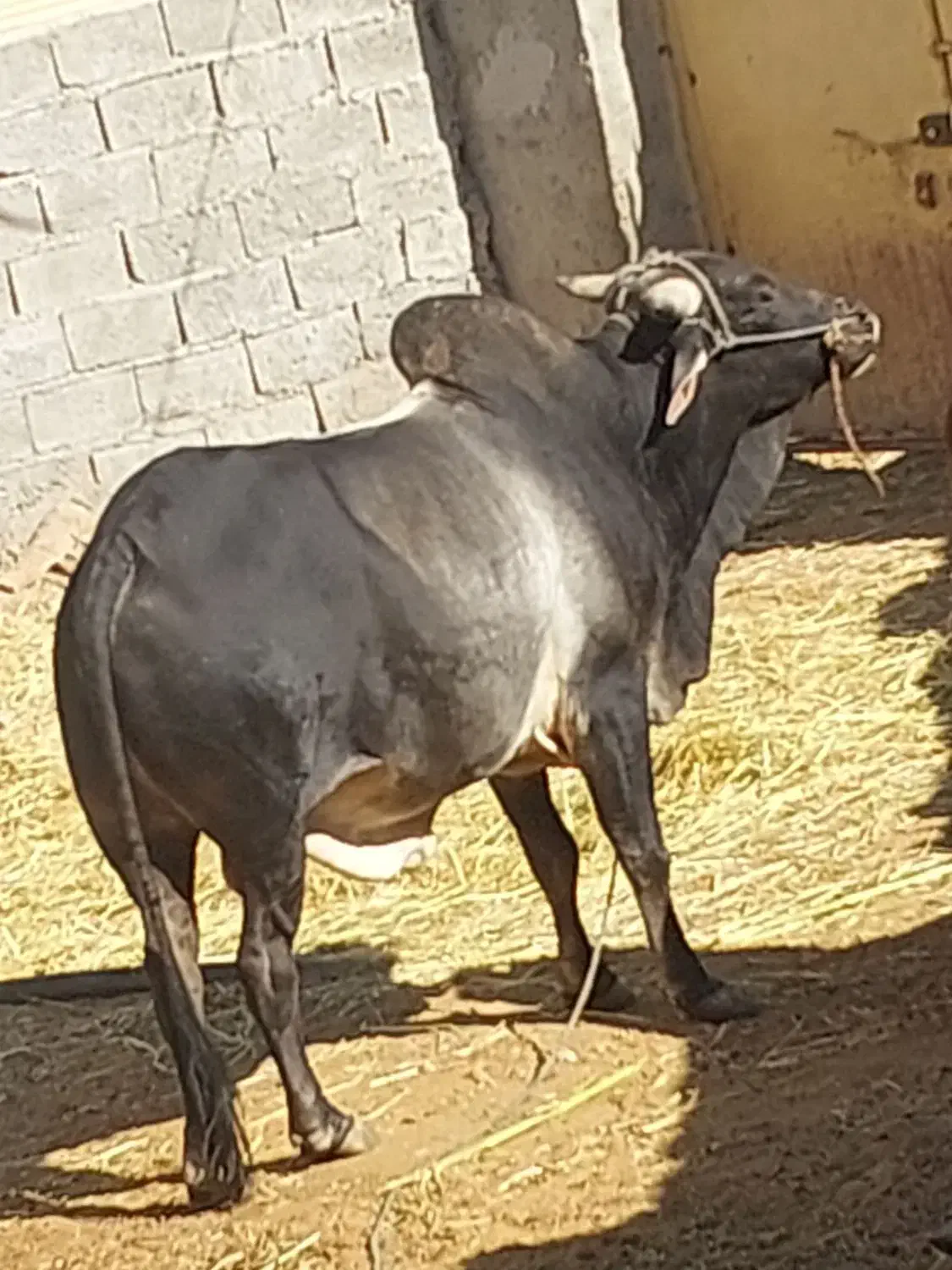 گاو|حیوانات مزرعه|کله گان, |دیوار