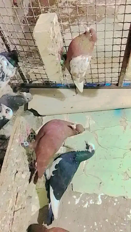 کبوتررنگی قزوینی|پرنده|کرخه, |دیوار