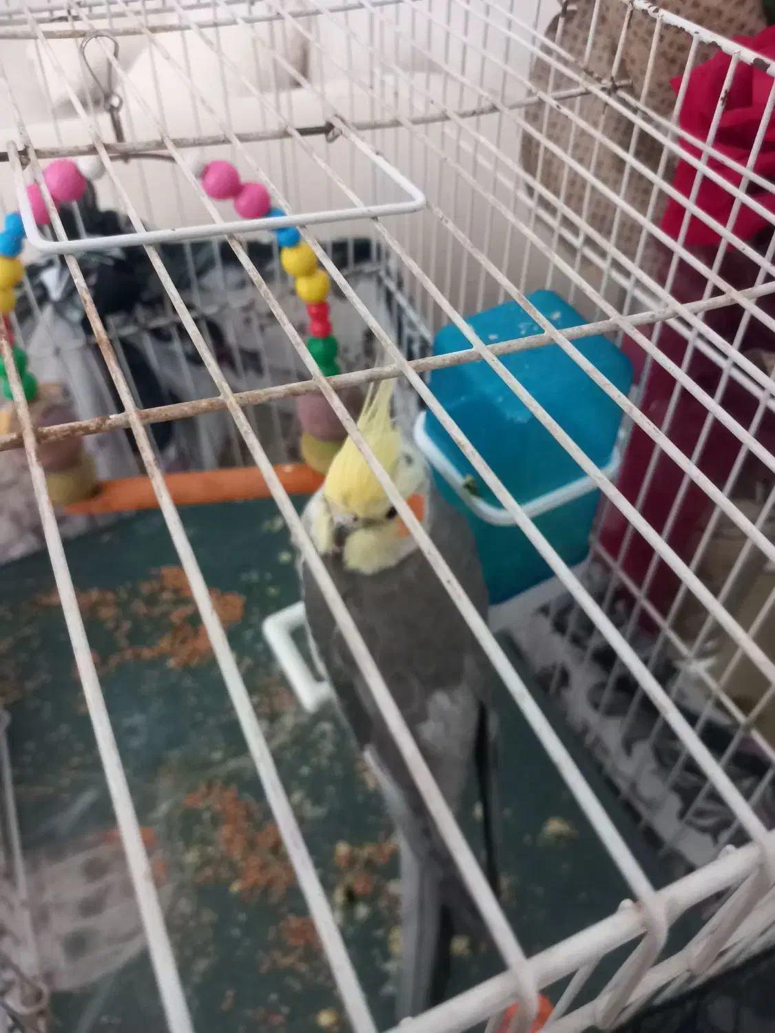 عروس هلندی|پرنده|تربت‌حیدریه, پائین ولایت|دیوار